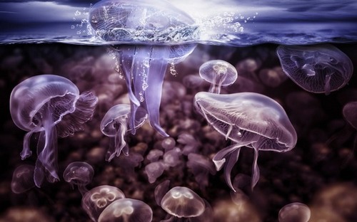 Computer Desktop Wallpapers Collection. www.cwer.ru