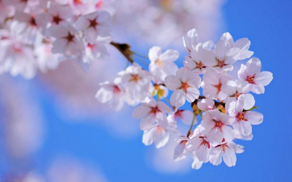 New Mixed HD Wallpapers Pack 375