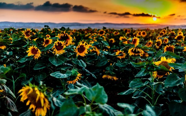 New Mixed HD Wallpapers Pack 390