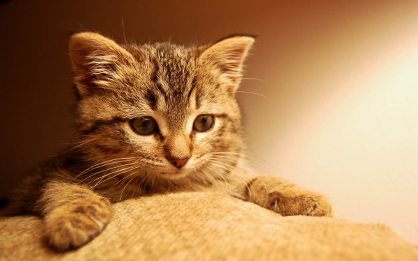 New Mixed HD Wallpapers Pack 318